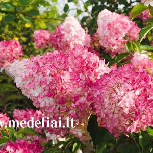 Hortenzija šluotelinė (Hydrangea paniculata) &#039;Vanile Fraise&#039;